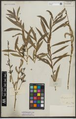 Foto von Salix purpurea L.